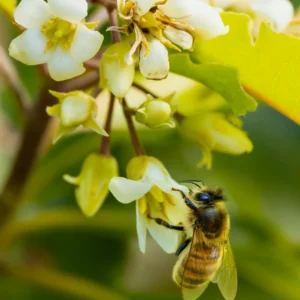 খাঁটি মধু: প্রকৃতির মিষ্টি উপহার ও স্বাস্থ্য উপকারিতা-