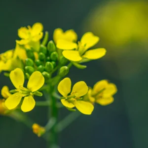 কাঠের ঘানিতে ভাঙানো সরিষার তেলের ৭টি স্বাস্থ্য উপকারিতা-